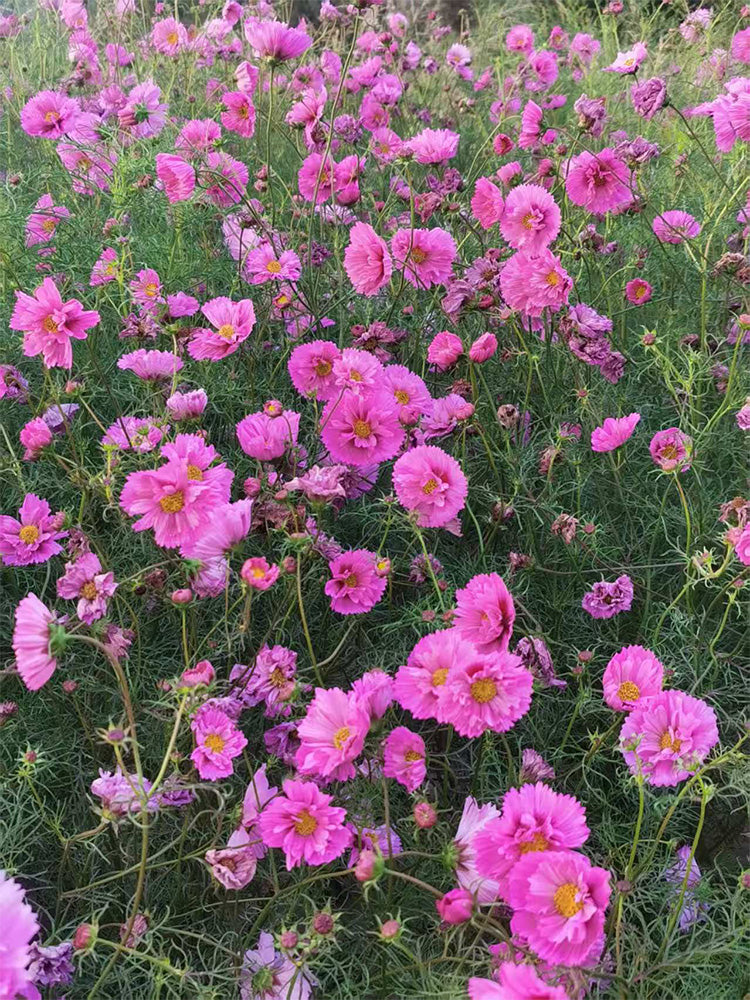 Pink Double Petal Cupcake Cosmos