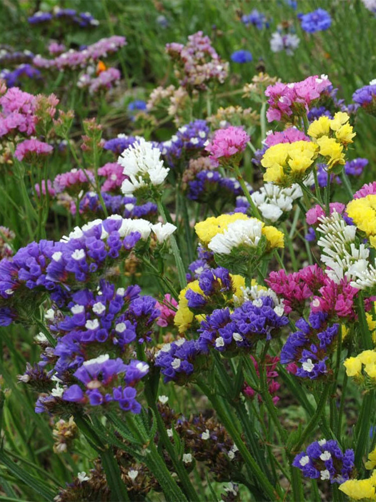 Mixed Wavyleaf Sea Lavender (Limonium sinuatum)