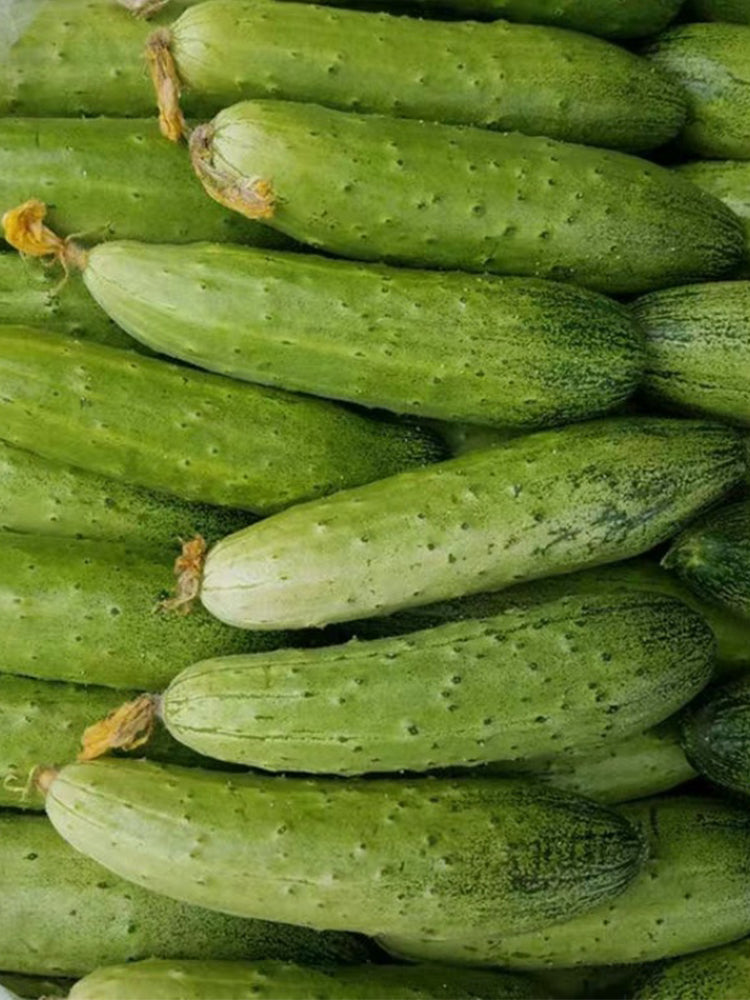 'Superior' Classic Fruit Cucumbers