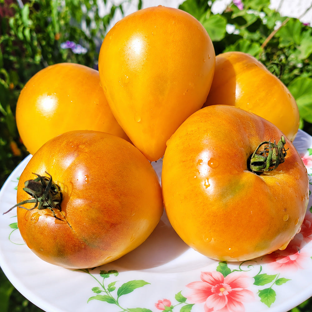 555 VT16 Bicolor Tomato
