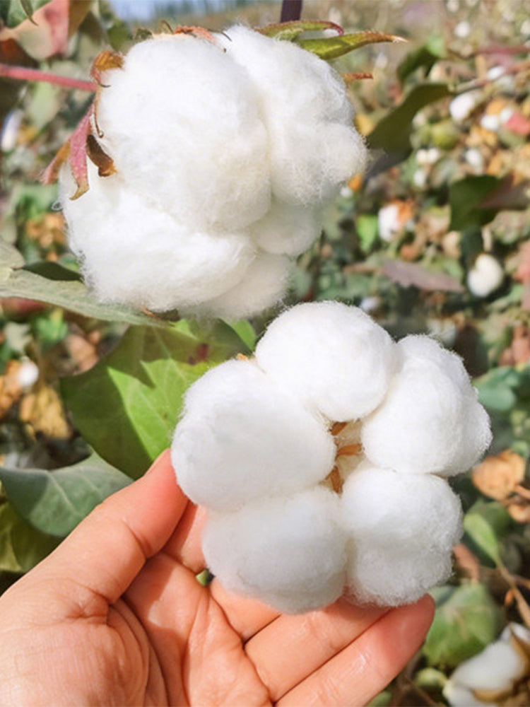 Baimian No.1 Cotton