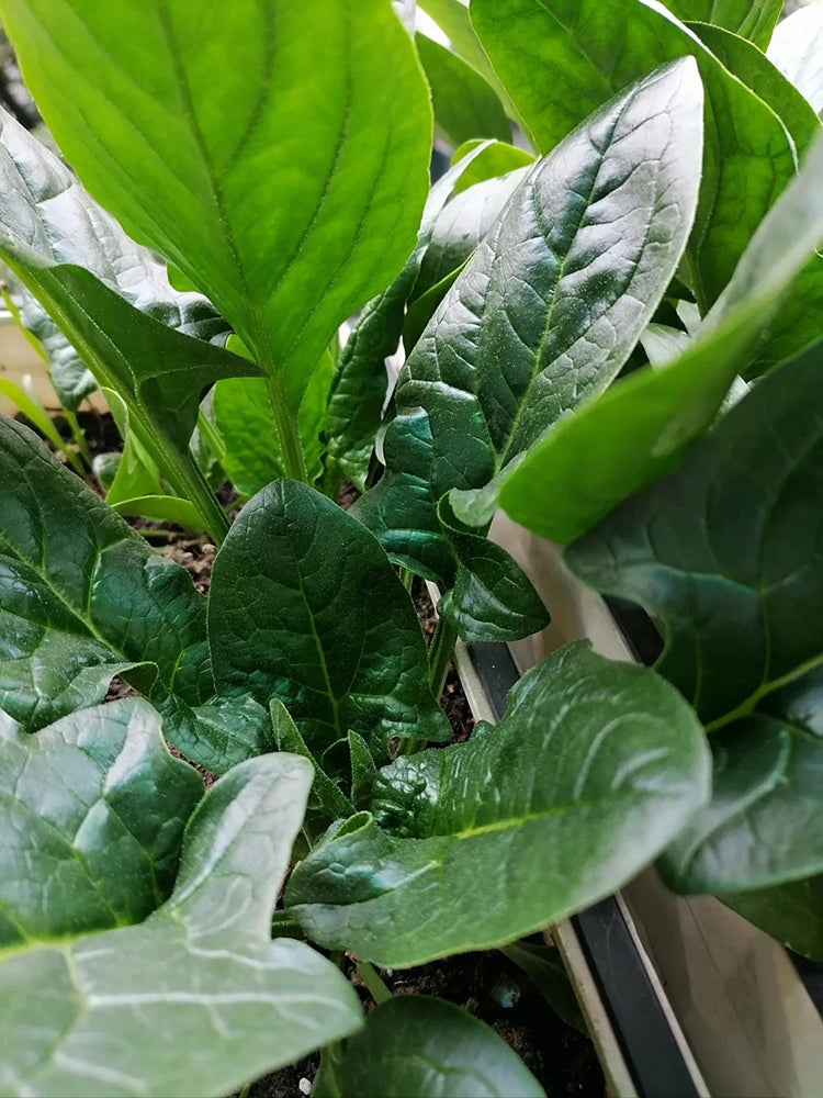 MoBao 618 Large-Leaf Spinach