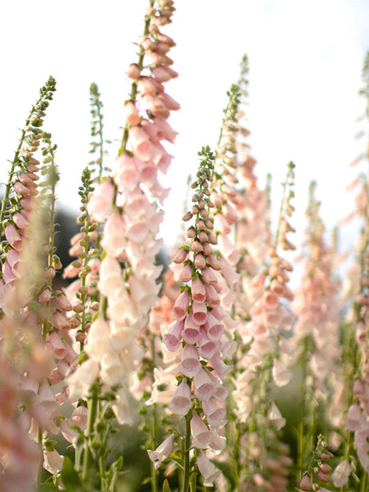 Pink Foxglove