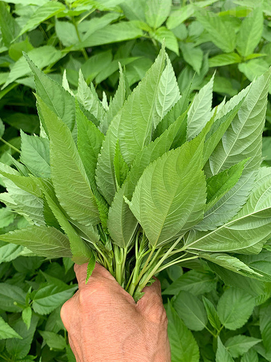 Corchorus olitorius