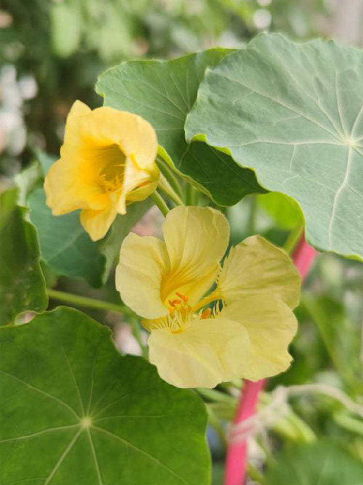 Hezhichun Yellow Nasturtium