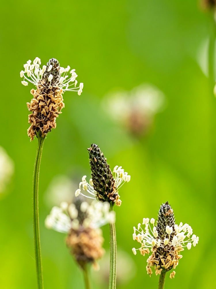 English Ribwort Plantain