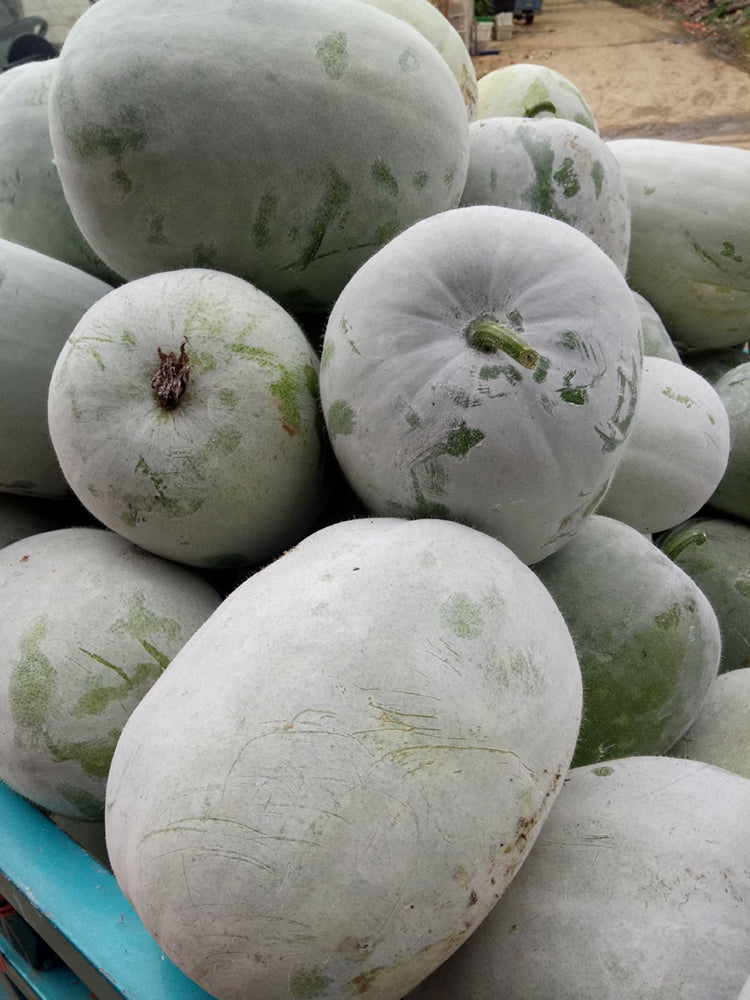 Beijing Chuanling No. 8 Wax Gourd