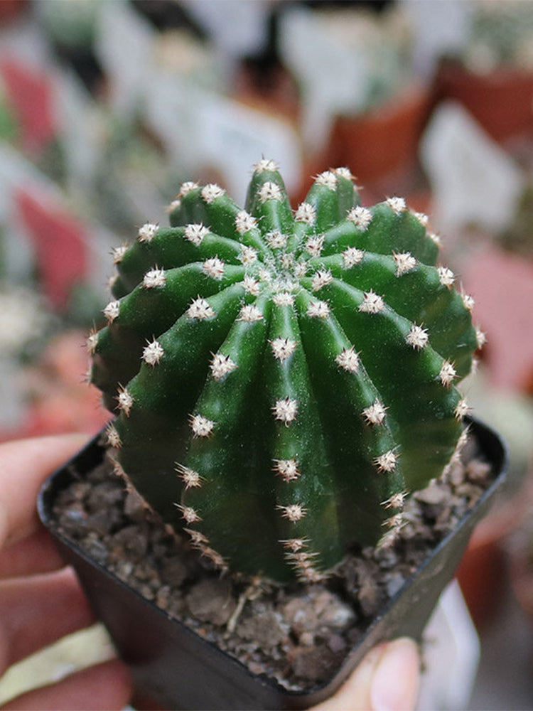 Echinopsis Hybrid 'Heijingang'