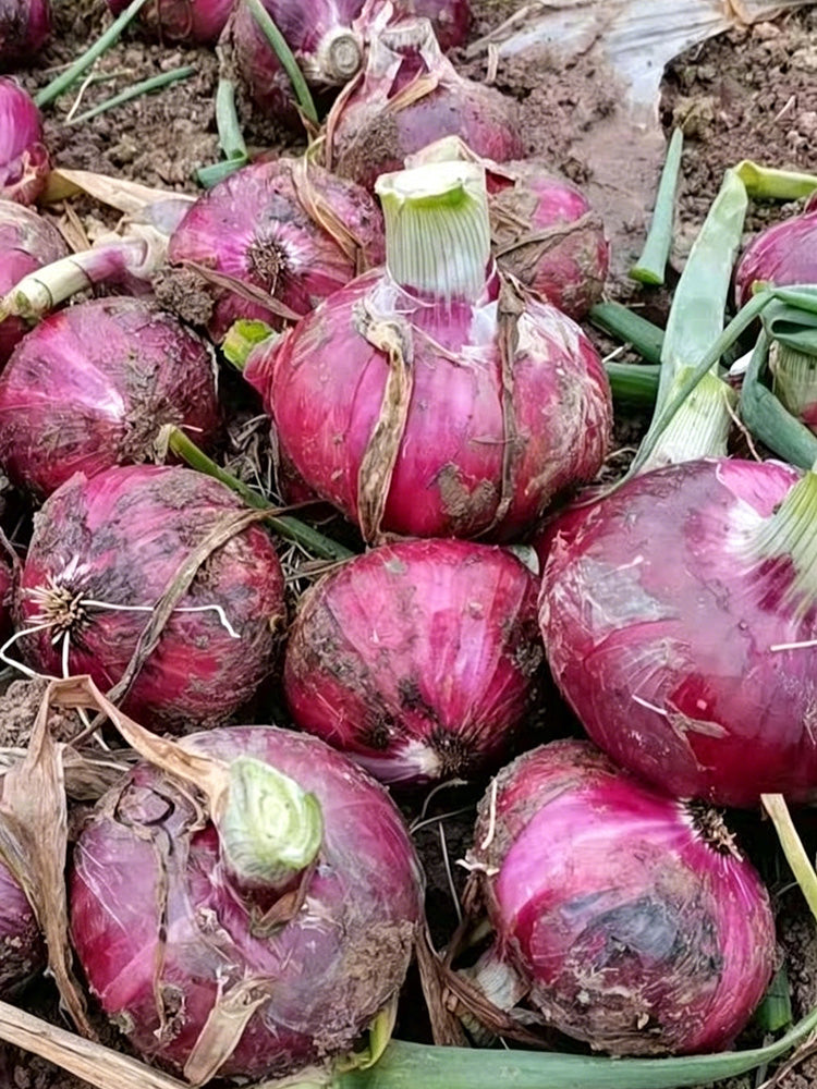 Zilu No.3 Purple Onion