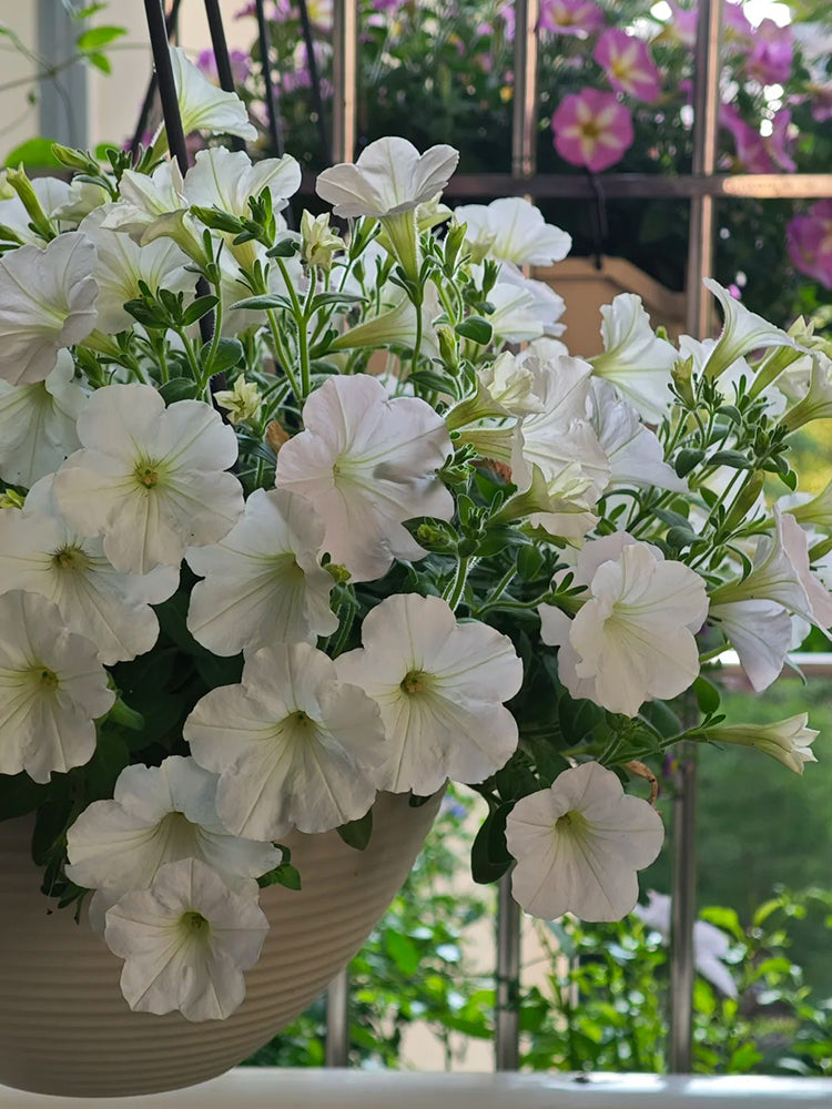 White Hybrid Petunia