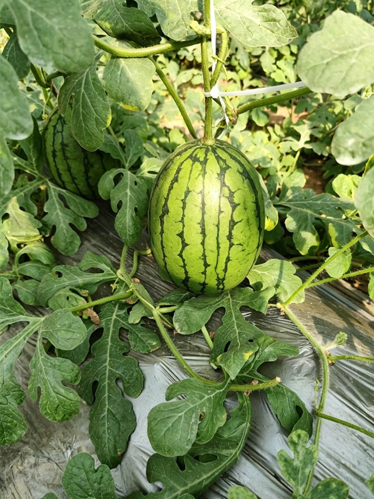 Double-Color Rainbow Watermelon