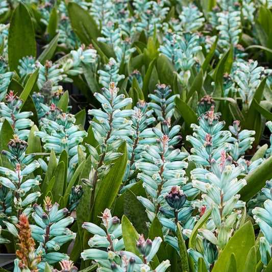U2220 Turquoise Lachenalia Bulbs