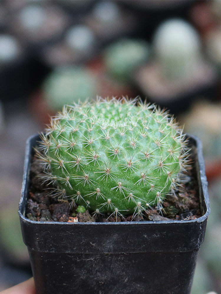 Rebutia minuscula