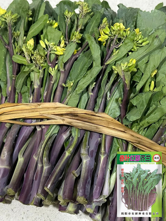 Curly-Leaf Red-Stem Chinese Kale