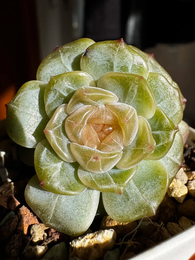 Echeveria 'White Lotus'