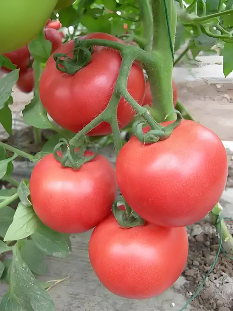 Pink Emperor Tomato