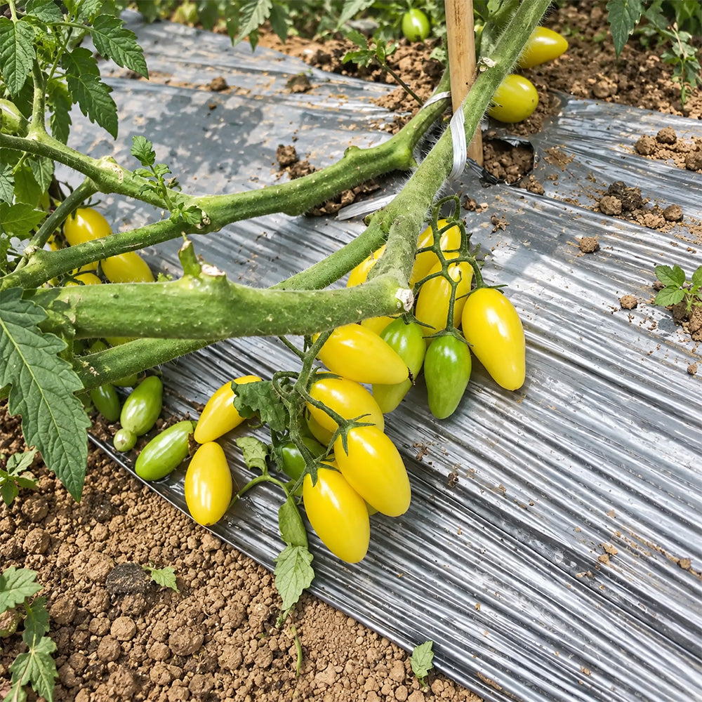 541 Snowberry Yellow Grape Tomato
