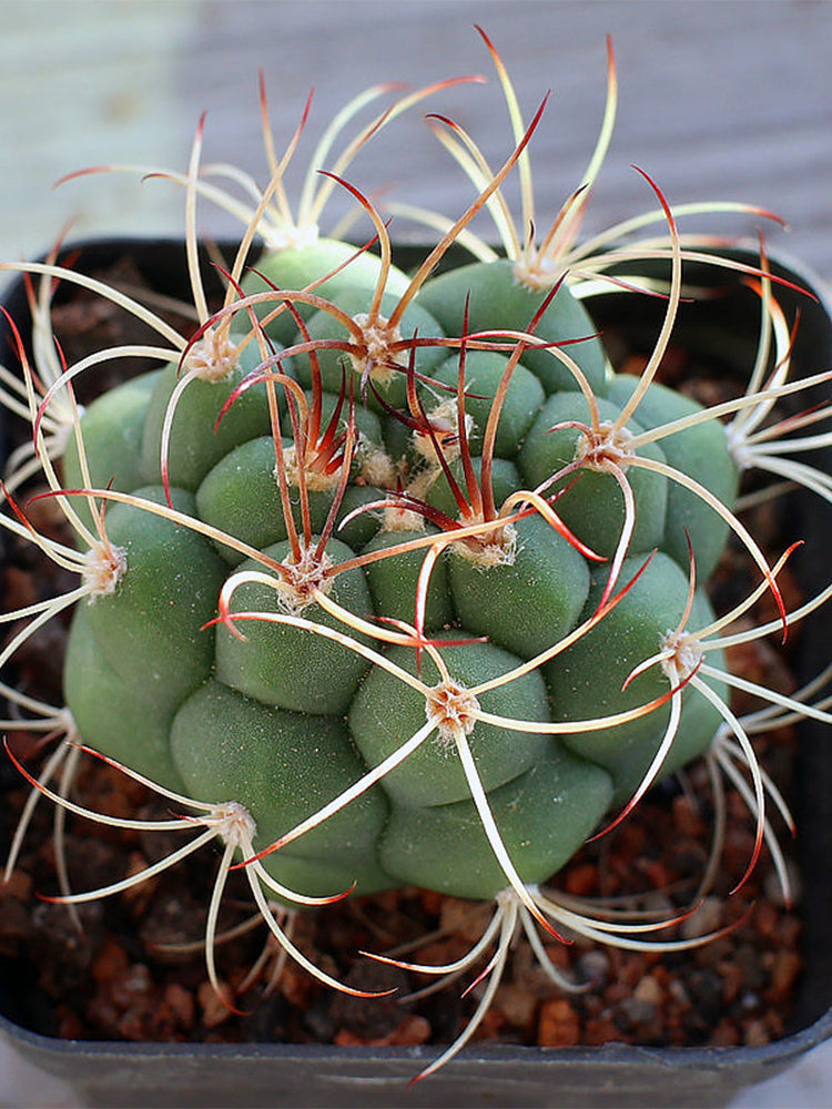 Gymnocalycium saglionis