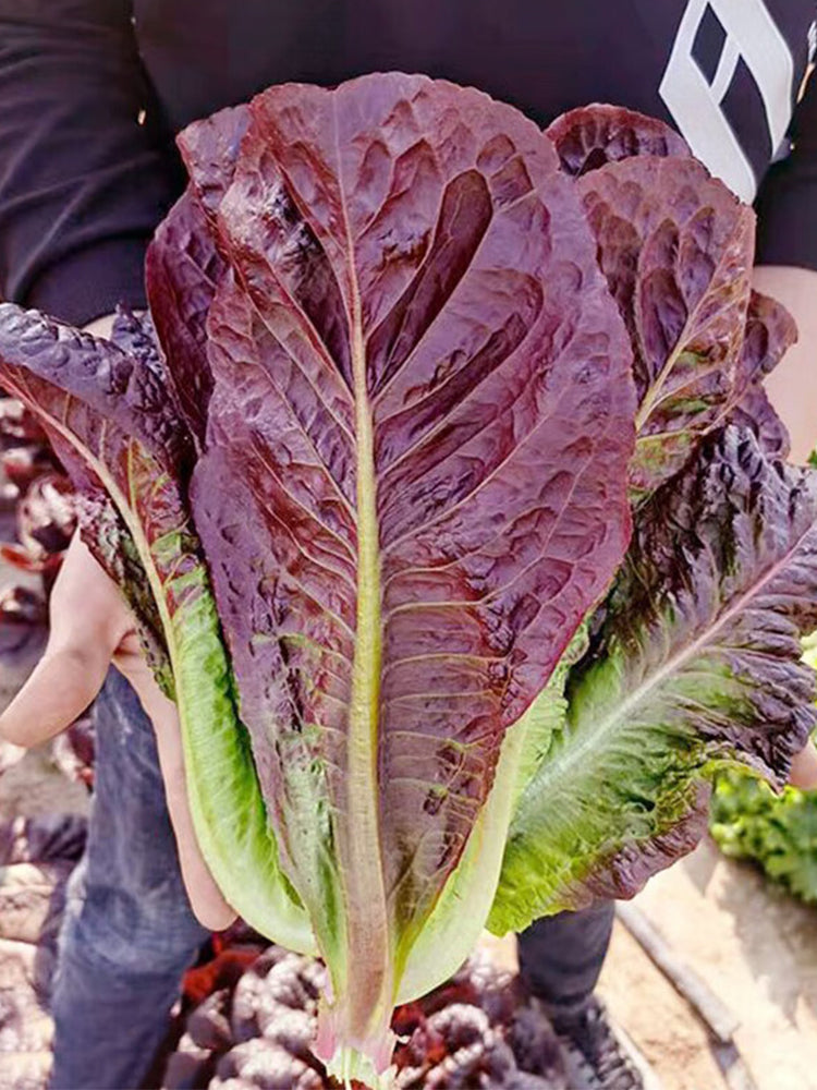 Purple Peacock Lettuce
