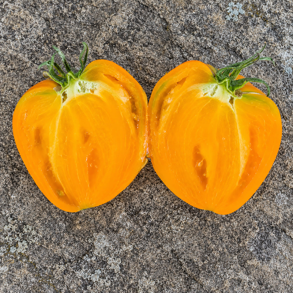 360 Rosalie's Early Orange Tomato