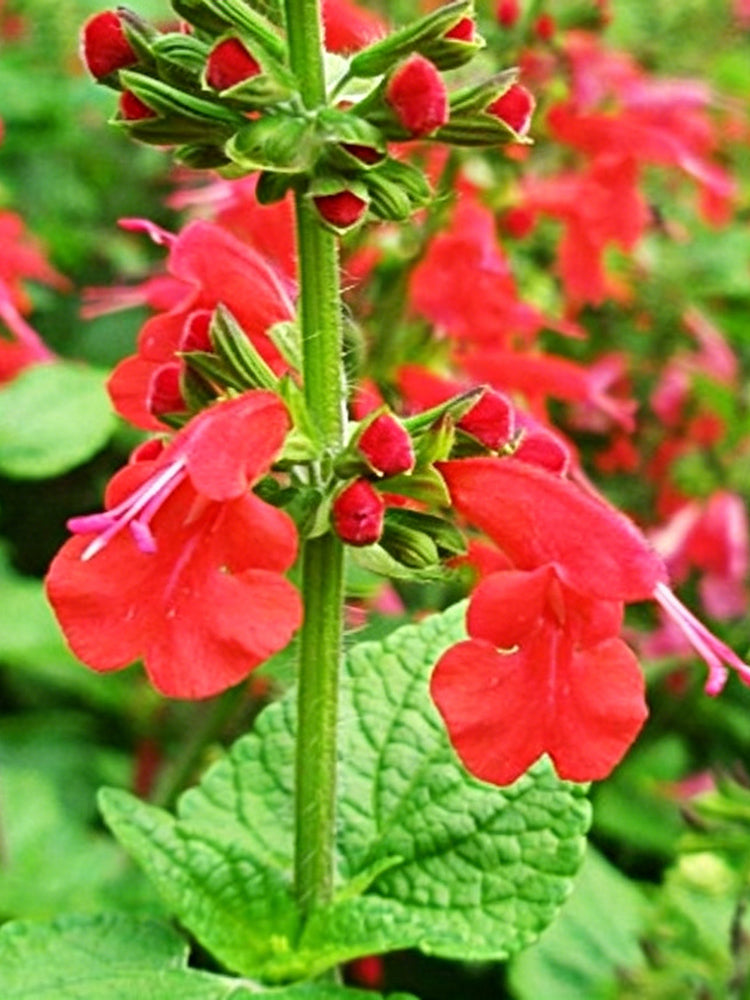 Red Flowering Sage