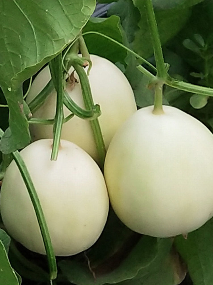 White Sweet Melon( Sugar Jar Melon)