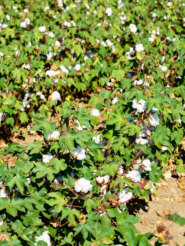 Baimian No.1 Cotton