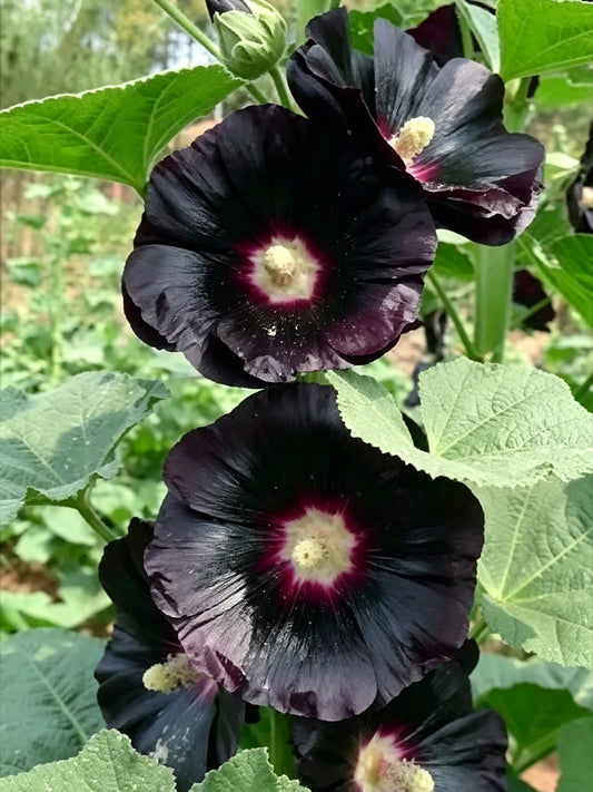 Single Midnight Black Hollyhock