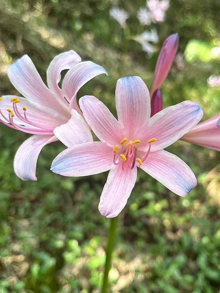 Sprenger's Surprise Lily