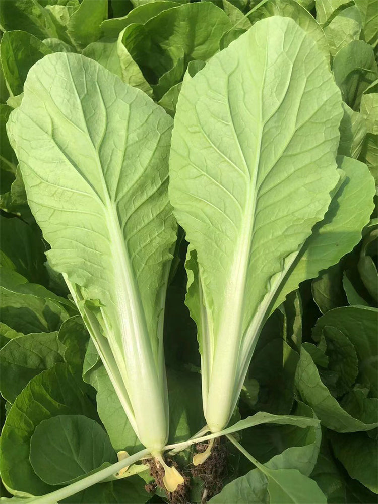 Sweet Crispy 'Chiye' Pak Choi
