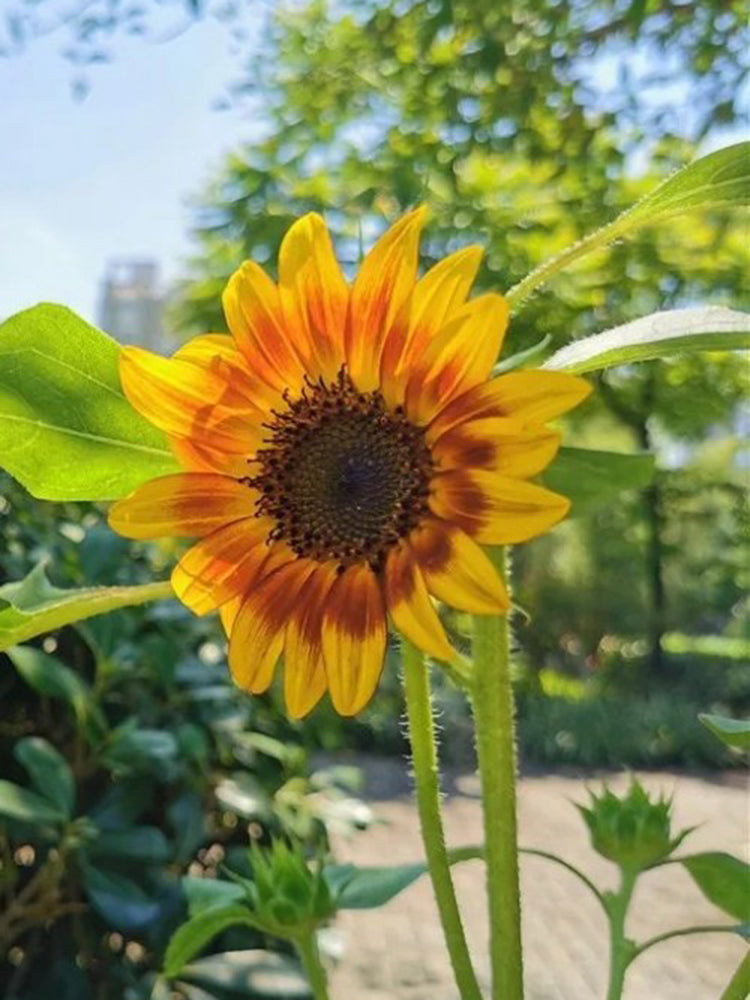 HEL10 Mixed Color Sunflower