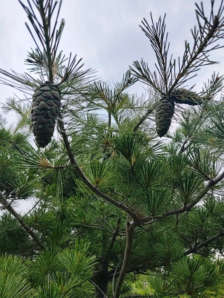 Huashan Pine