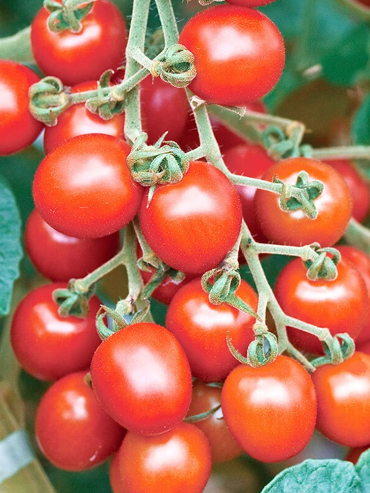 'Red Millennium' Cherry Tomatoes