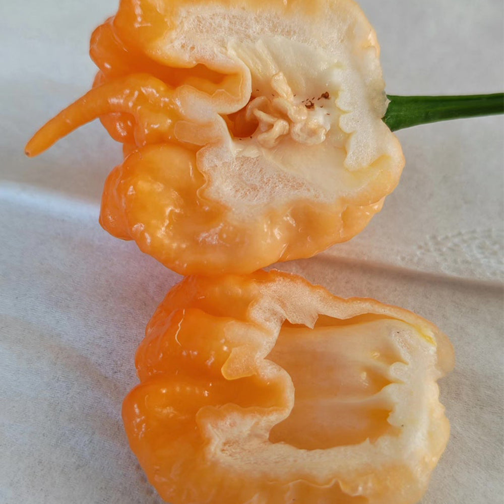 U2224 Orange-Yellow Carolina Reaper