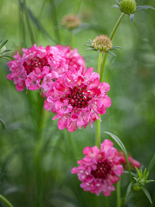 Purple-red Pincushion Flower (Scabiosa atropurpurea)