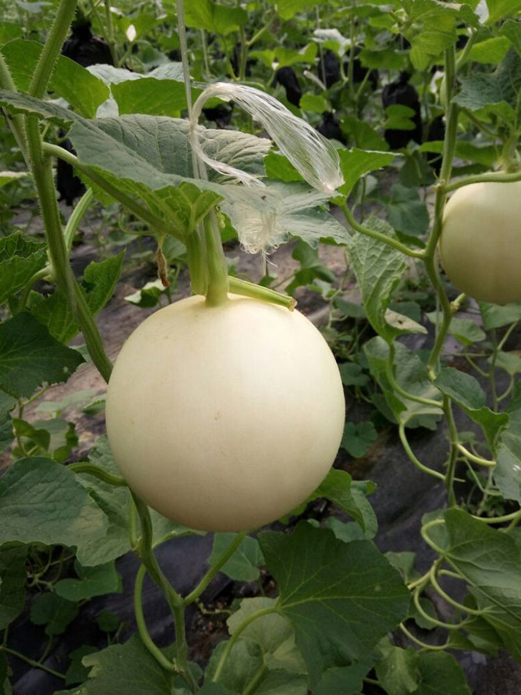 Super Sweet White Jade No.2 Melon