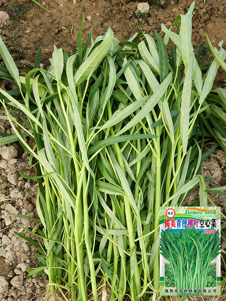 'Jiemei' Green-Stem Water Spinach