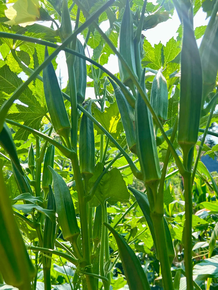 Traditional Okra