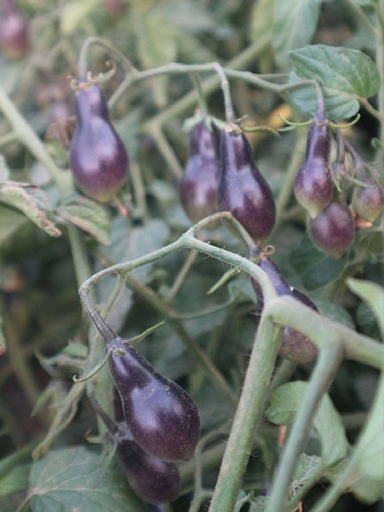 Black Key Tomato