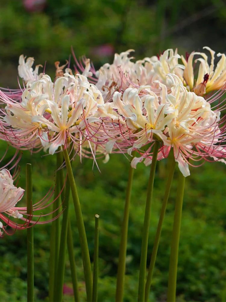 Lycoris squamigera 'White Chunxiao'