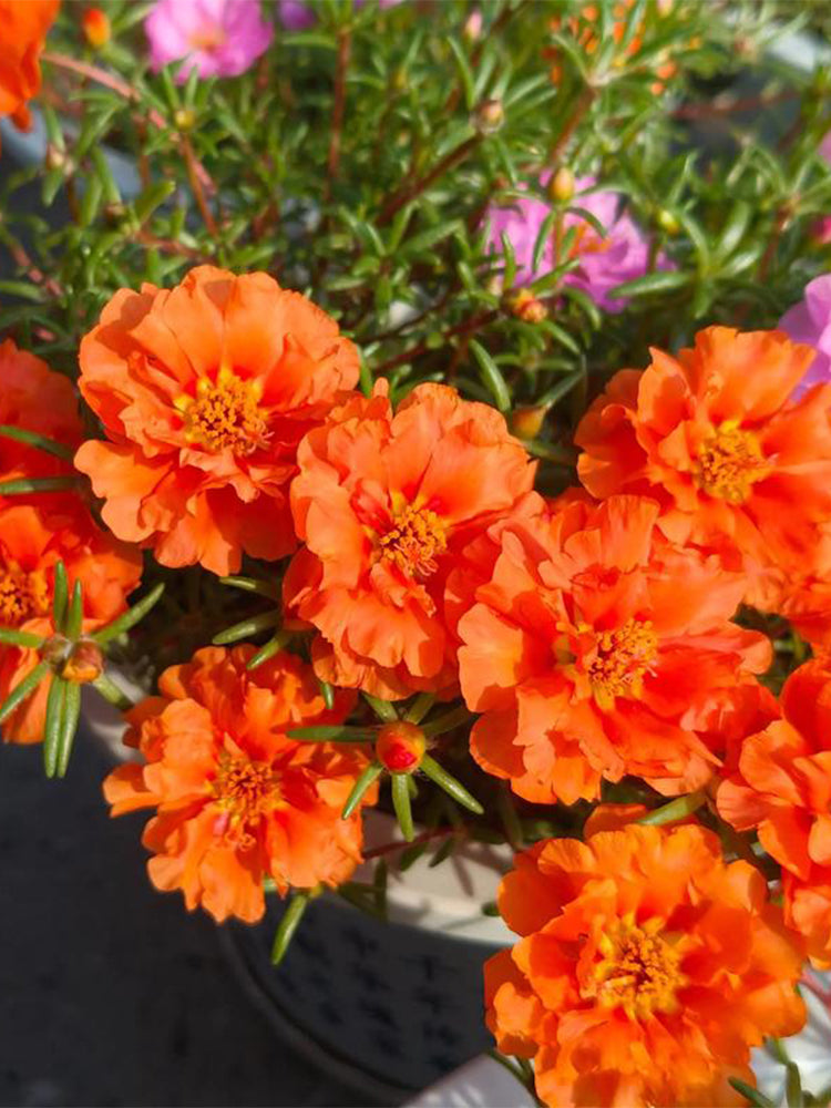 Hezhichun Coral Red Moss-Rose Purslane