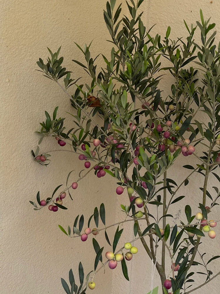 Olive Tree