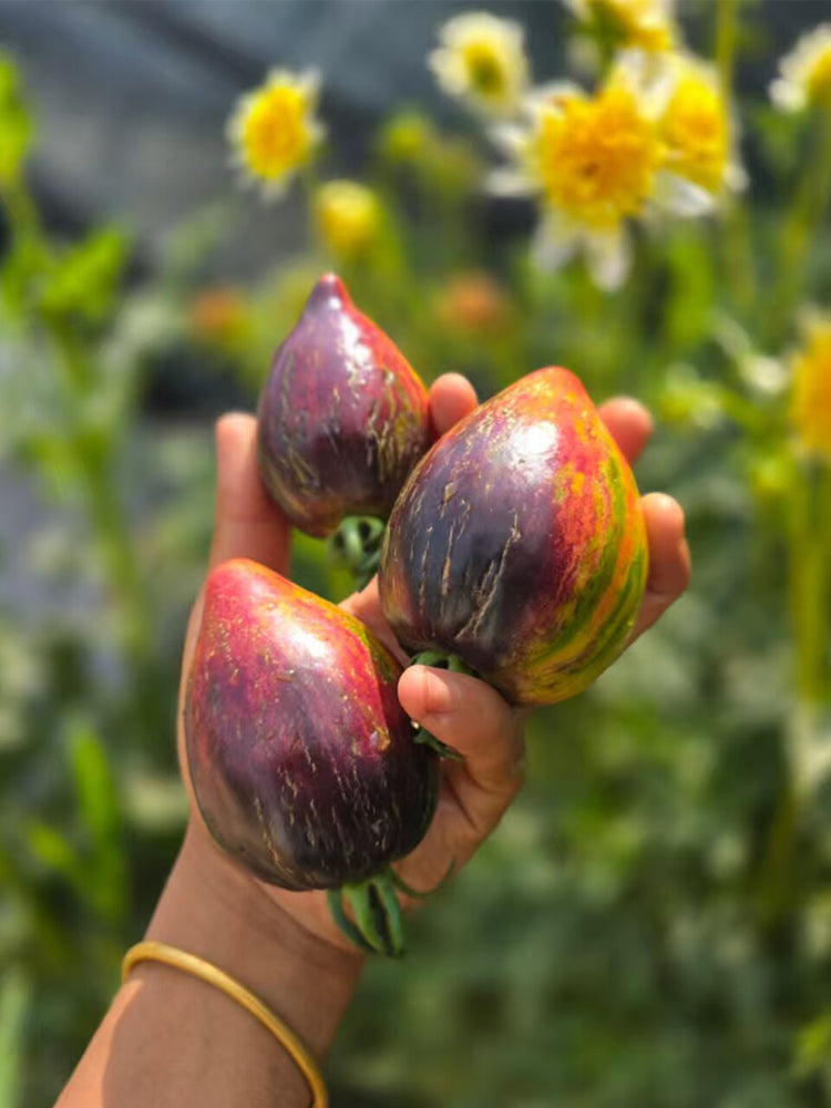 Strawberry Falls Mystery Tomato