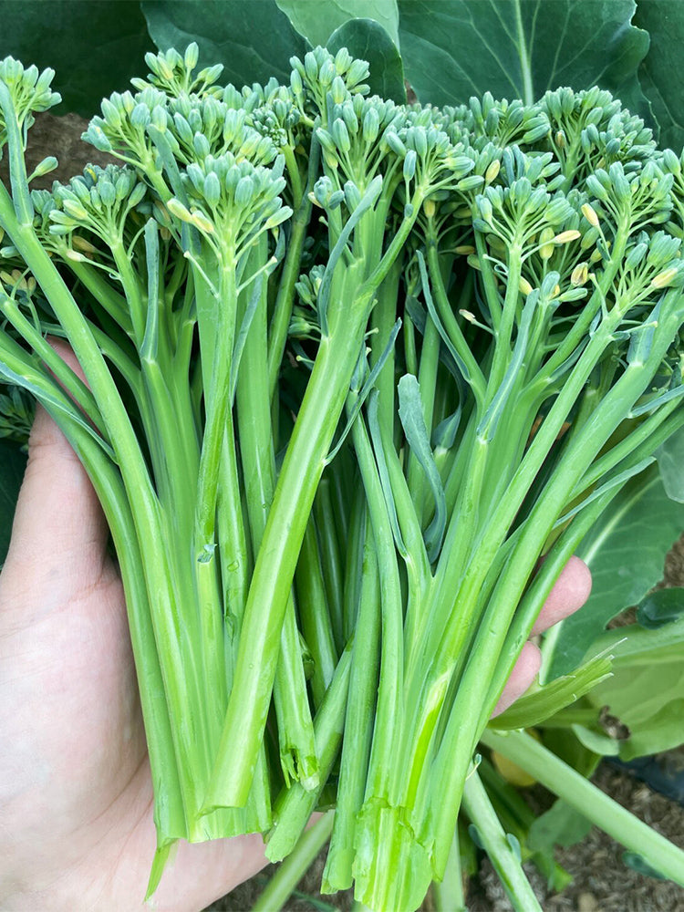 Haiwang Songqing Broccoli