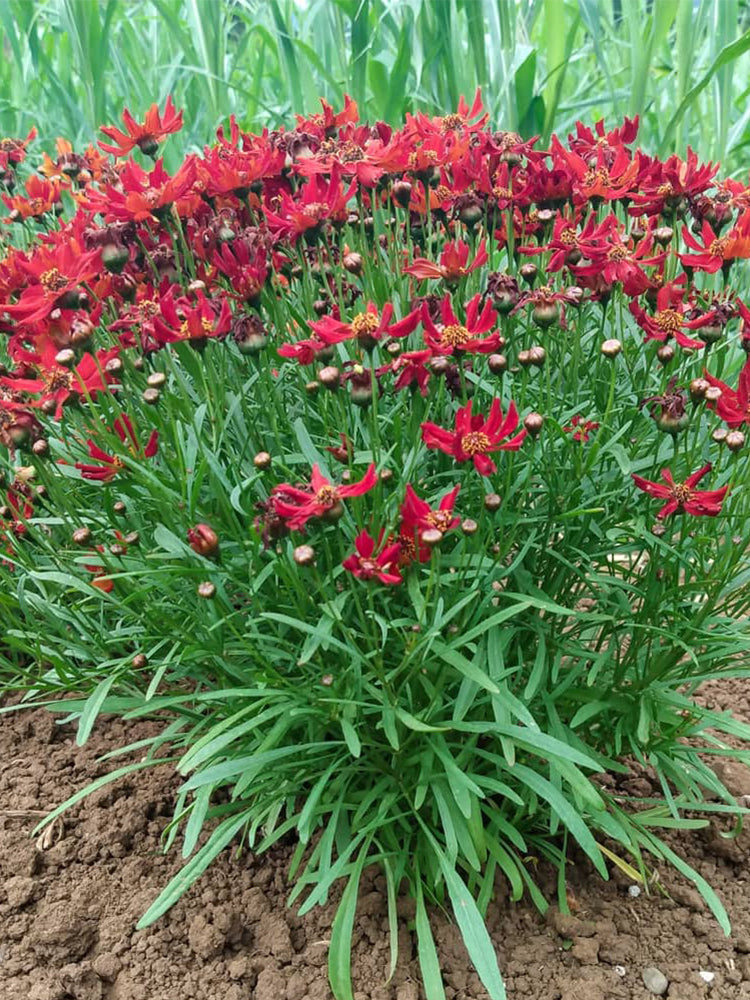 Red Plains Coreopsis