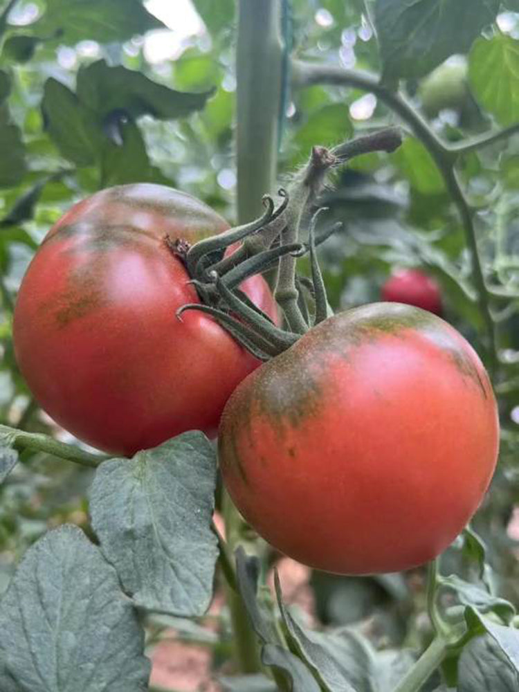 'Strawberry' Tomato