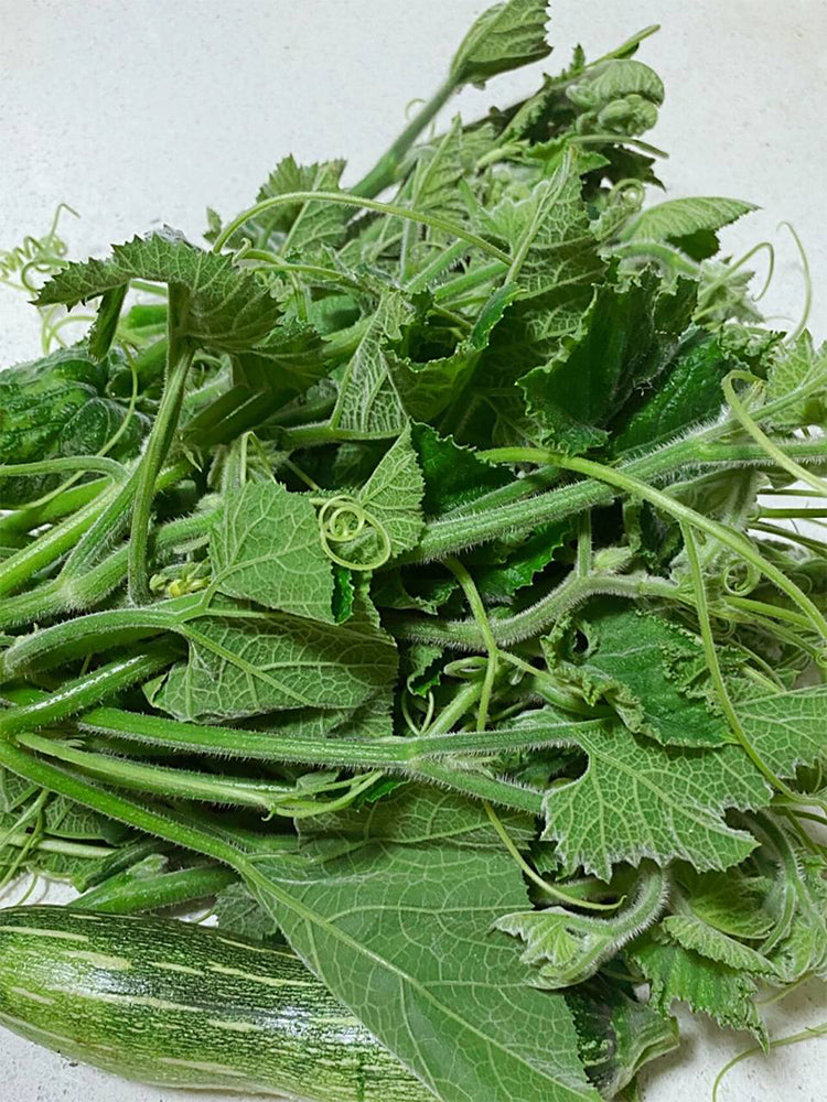 Feizai Pumpkin Shoots