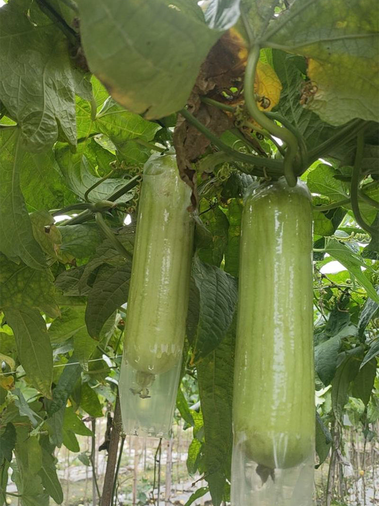 'Xiangyubai' Luffa