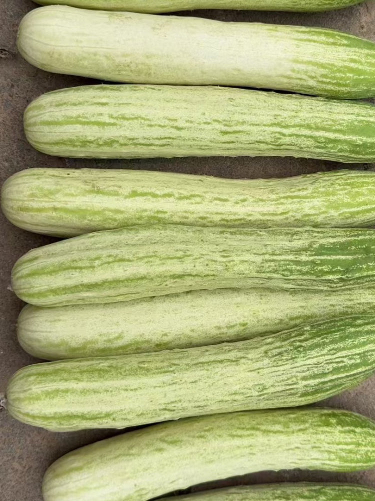 Yanbai No.7 White Cucumber