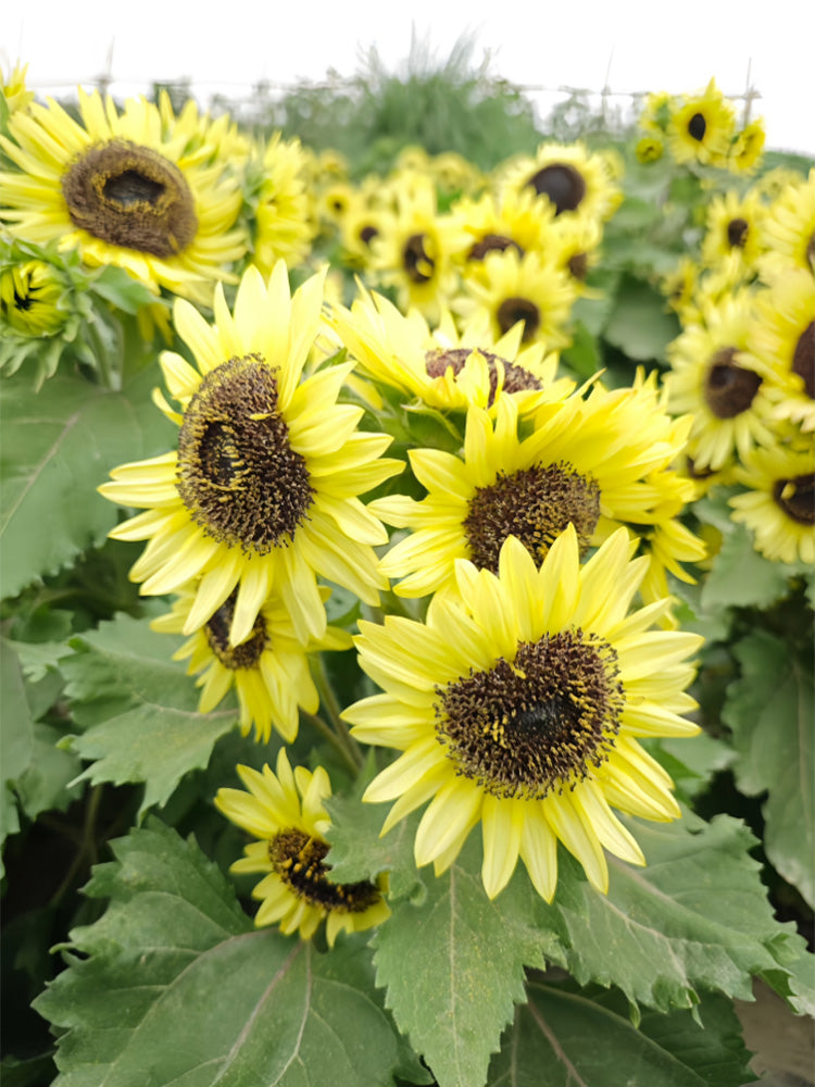 Duotou Nuanyang Sunflower